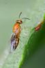 Tetrastichinae inconnu